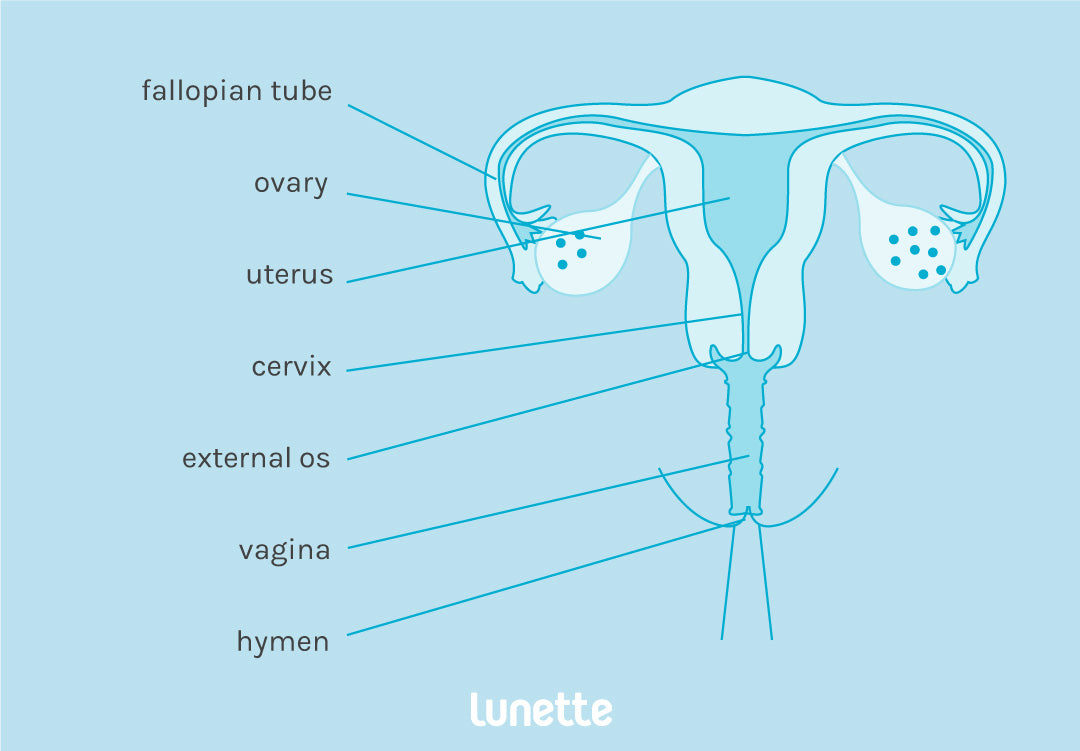 High cervix, low cervix and your menstrual cup